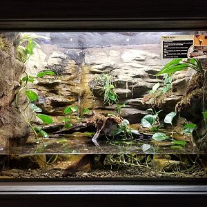 Electric City - Mata Mata, Chelus fimbriata