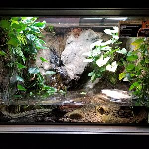 Electric City - Cuvier’s Dwarf Caiman, Paleosuchus palpebrosus