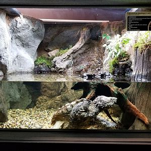 Electric City - Alligator Snapping Turtle, Macrochelys temminckii