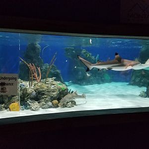 Electric City - Blacktip Reef Shark, Bamboo Shark, Bumble Bee Grouper, Cownose Ray