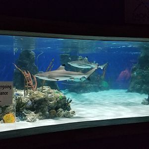 Electric City - Blacktip Reef Shark, Bamboo Shark, Nurse Shark