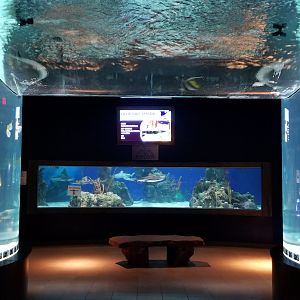 Electric City - View of shark tank from behind large salt fish tank