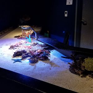 Electric City - Touch tank with corals, stars, etc