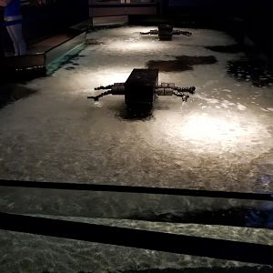 Electric City - Touch tank with cownose rays