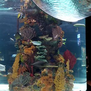 Electric City - large salt fish tank