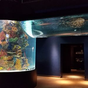 Electric City - large salt fish tank