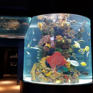 Electric City - large salt fish tank