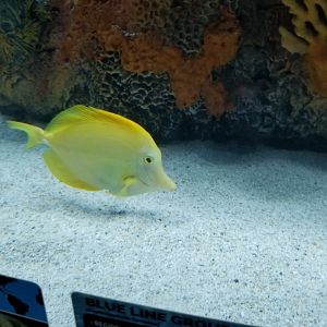 Electric City - Yellow Tang, Zebrasoma flavescens