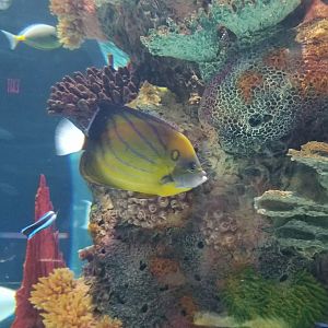 Electric City - IDs?