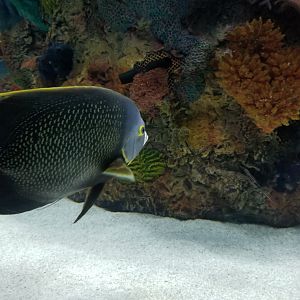 Electric City - IDs?