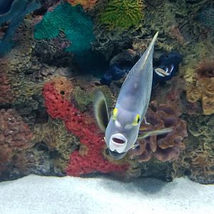 Electric City - IDs?