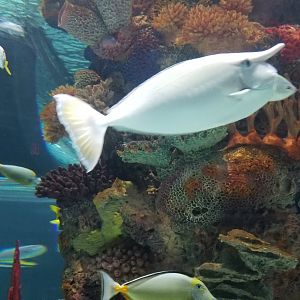 Electric City - Unicorn Tang Naso unicornis, Naso Tang Naso lituratus