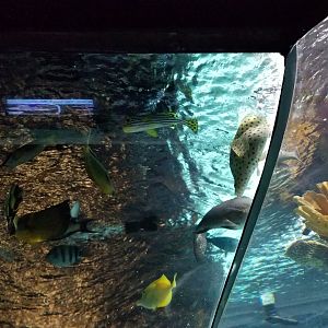 Electric City - IDs? Other than yellow tang, panther grouper