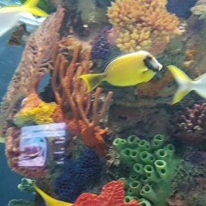 Electric City - IDs?