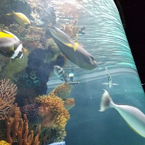 Electric City - IDs?