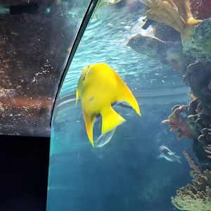 Electric City - IDs?