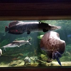 Electric City: Catfish Cove, species list in comments