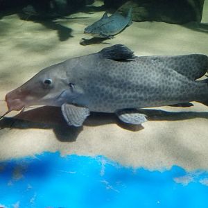 Electric City - Giraffe Nose Catfish, Auchenoglanis occidentalis