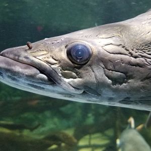 Electric City - Arapaima