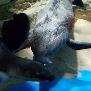 Electric City - Ripsaw Catfish, Fly River Turtle