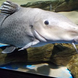 Electric City - Giraffe Nose Catfish, Auchenoglanis occidentalis