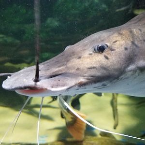 Electric City - Catfish