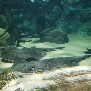 Electric City - Large-spot River Stingray, Potamotrygon fakneri
