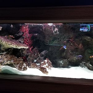 Electric City - Clownfish tank, species list in comments