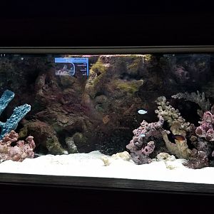 Electric City - Royal Gramma tank