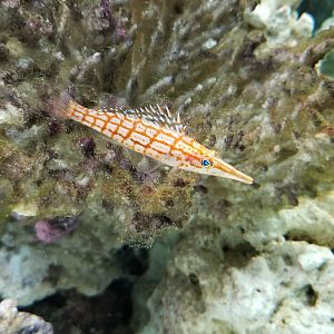 Electric City - ID? in royal gramma tank