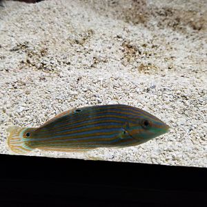 Electric City - ID? in royal gramma tank