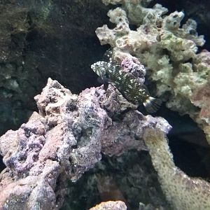 Electric City - ID? in royal gramma tank