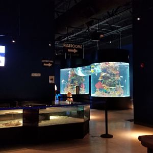 Electric City - ray touch tank on left, large salt fish tank center, catfish tank right