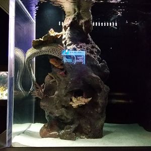 Electric City - Moray tank - Dragon, Laced, Zebra