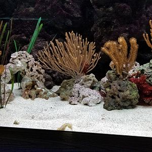 Electric City - Lined seahorses