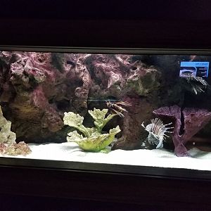 Electric City - Lionfish - Radiata Lionfish Pterois radiate, Volitan Lionfish Pterois volitans