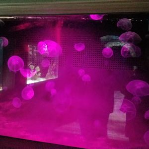 Electric City - Moon Jellies, with changing lights