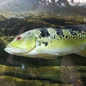 Electric City - tunnel - id?