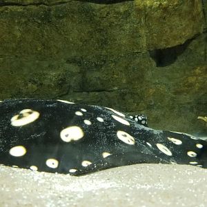 Electric City - tunnel - polka dot stingray