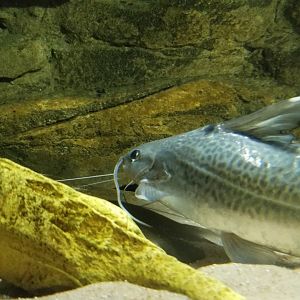 Electric City - tunnel - four lined catfish?