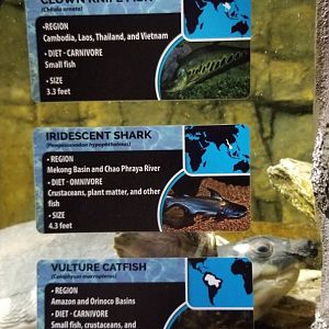 Electric City - tunnel - fly river turtle? unsigned