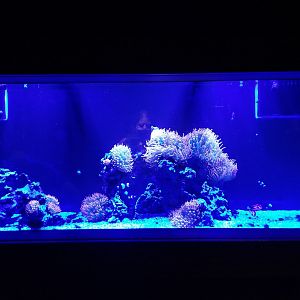 Electric City - Blue light clownfish tank