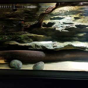 Electric City - Electric eel, Melon barb