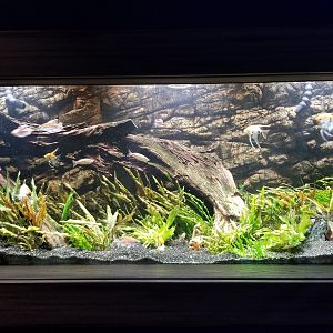 Electric City - Tetra tank