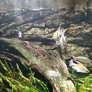 Electric City - Tetra tank