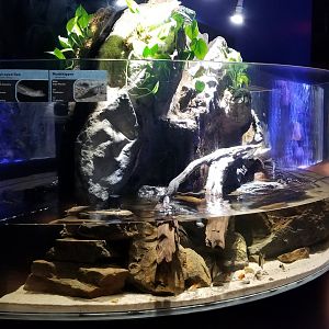 Electric City - Mudskipper, four-eyed fish tank; many unsigned