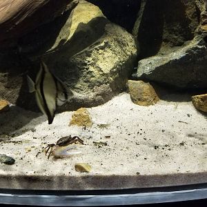 Electric City - Mudskipper tank - unsigned fish and crabs