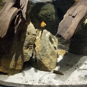 Electric City - Mudskipper tank - unsigned fish and crabs