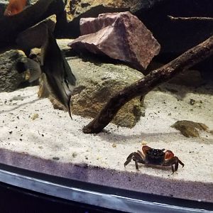 Electric City - Mudskipper tank - unsigned fish and crabs