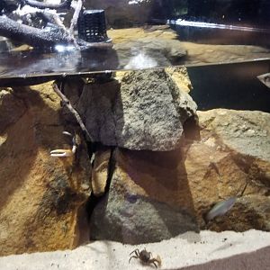Electric City - Mudskipper tank - unsigned fish and crabs